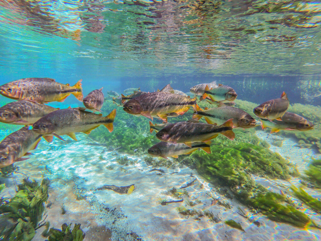 Águas Cristalinas em Julho
