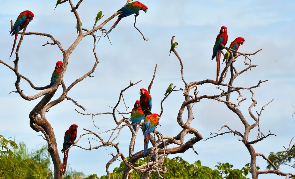 Buraco das Araras Bonito MS