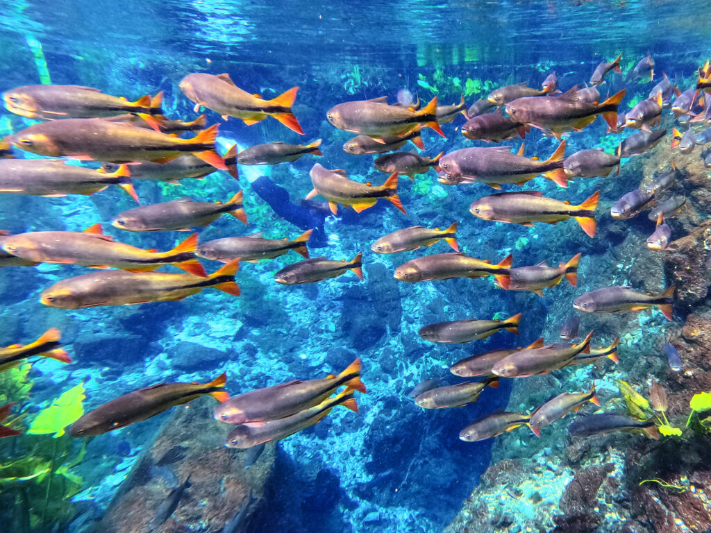 Peixes em Nascente Azul, Bonito MS