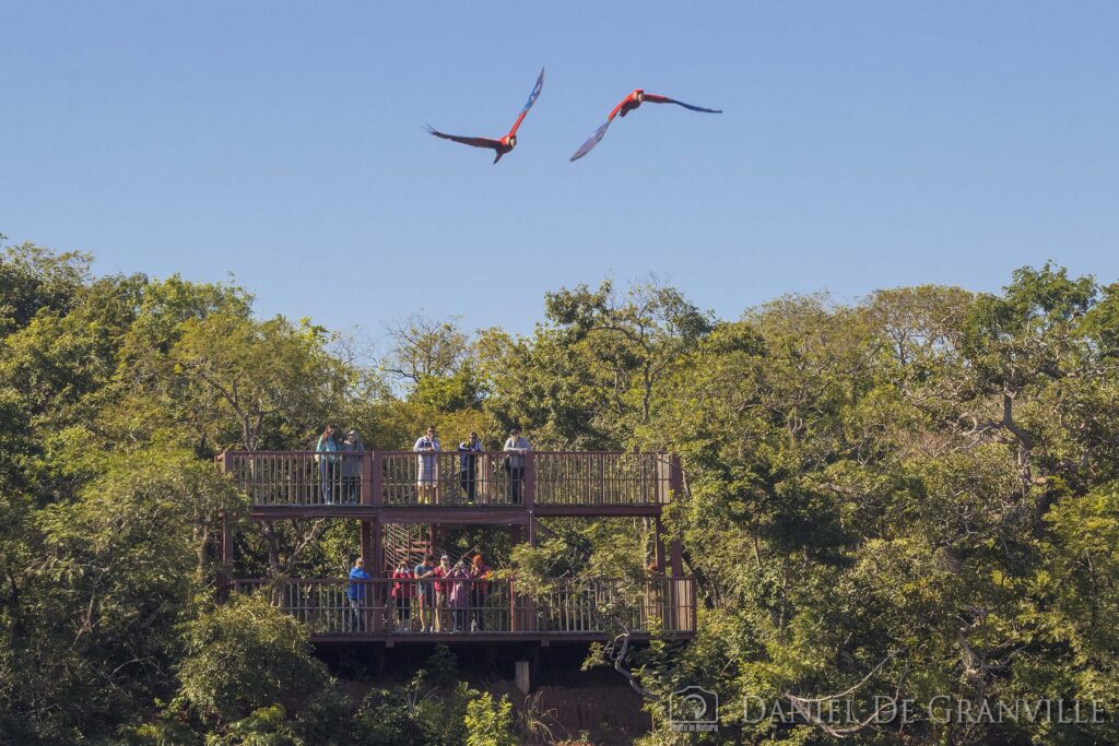 Observação de animais em Bonito MS